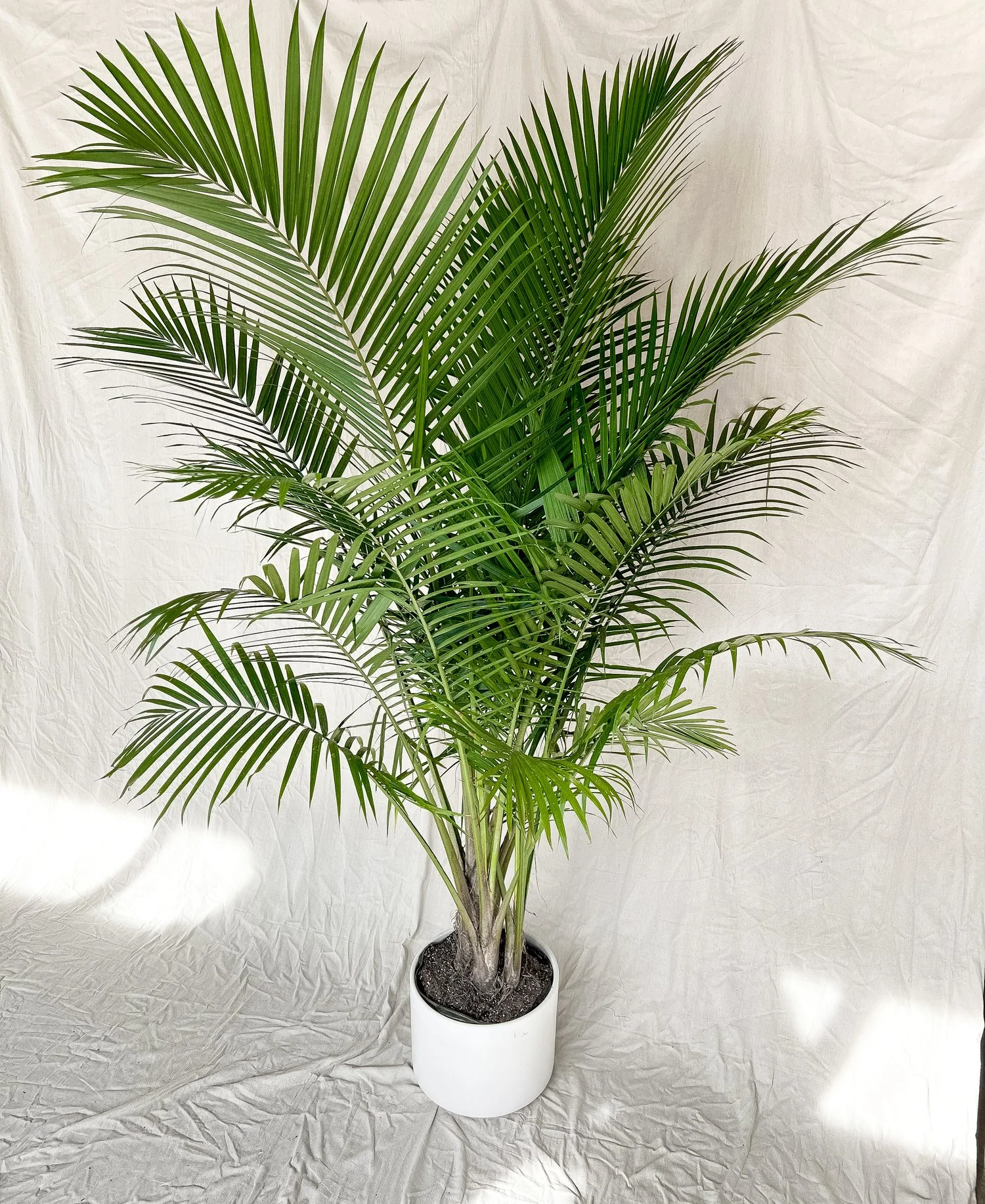 Majesteit Palm