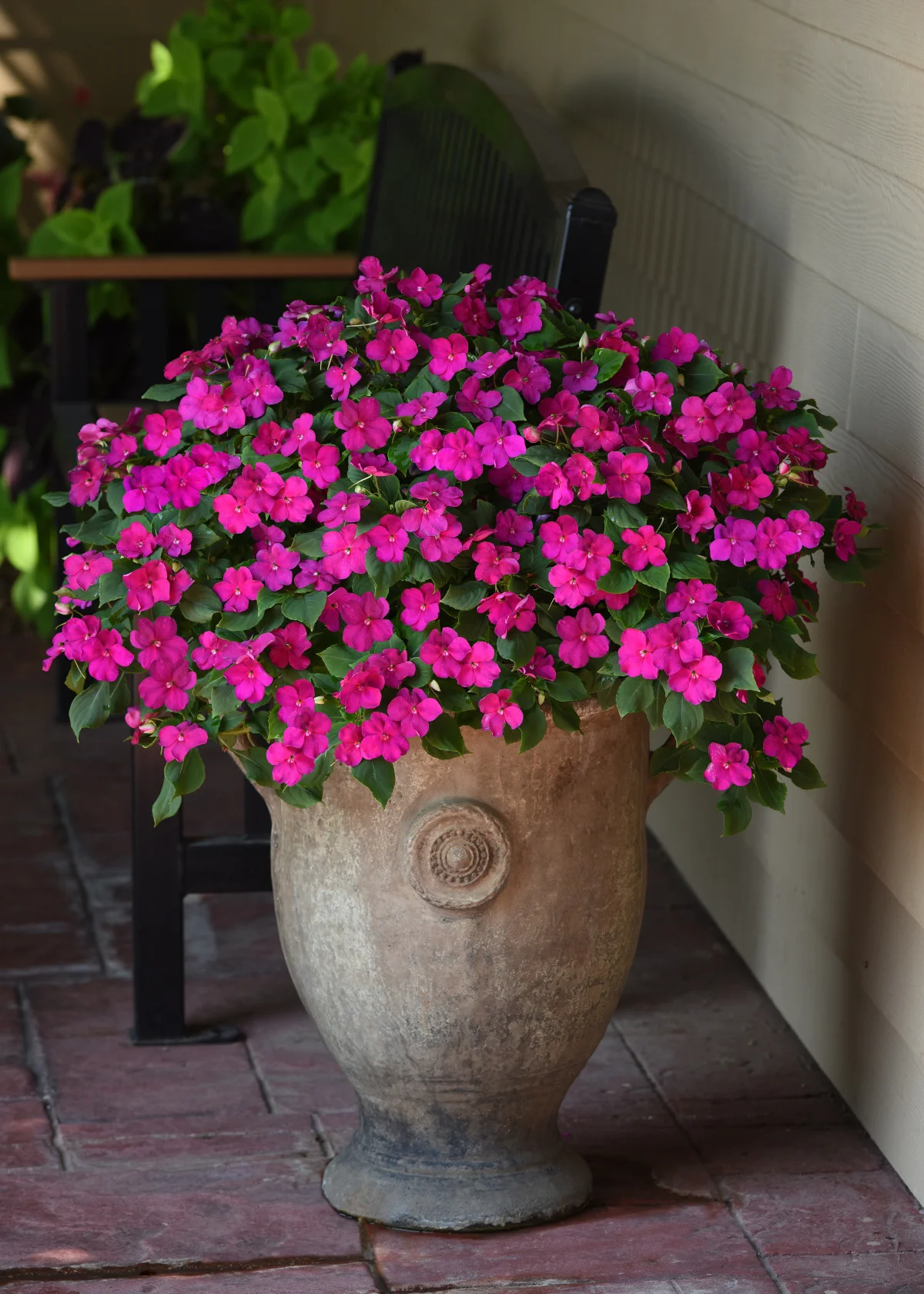 Impatiens