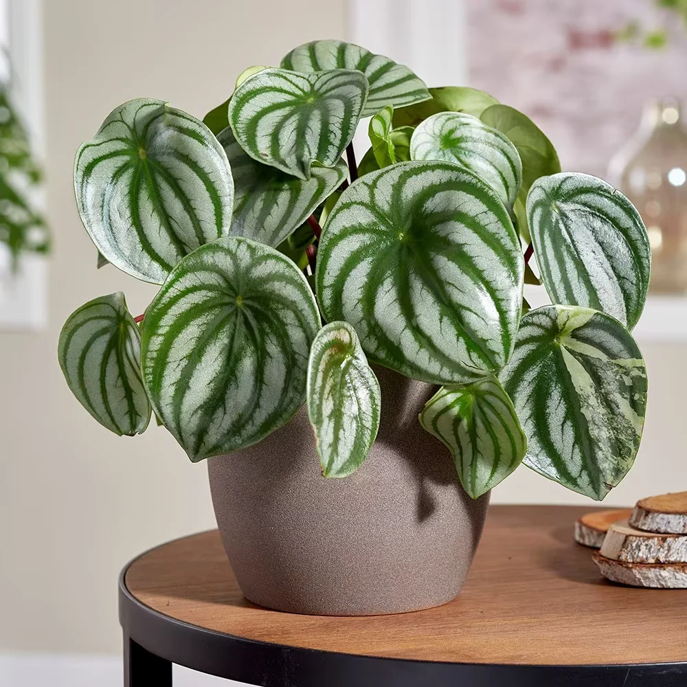 Peperomia Watermeloen