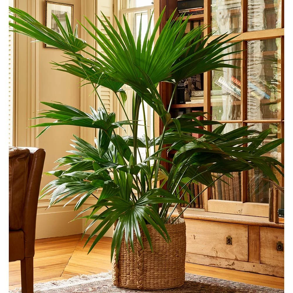 Chinese Palmplant