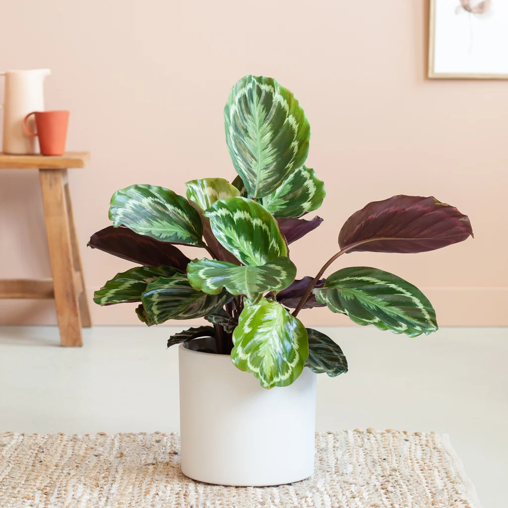 Calathea