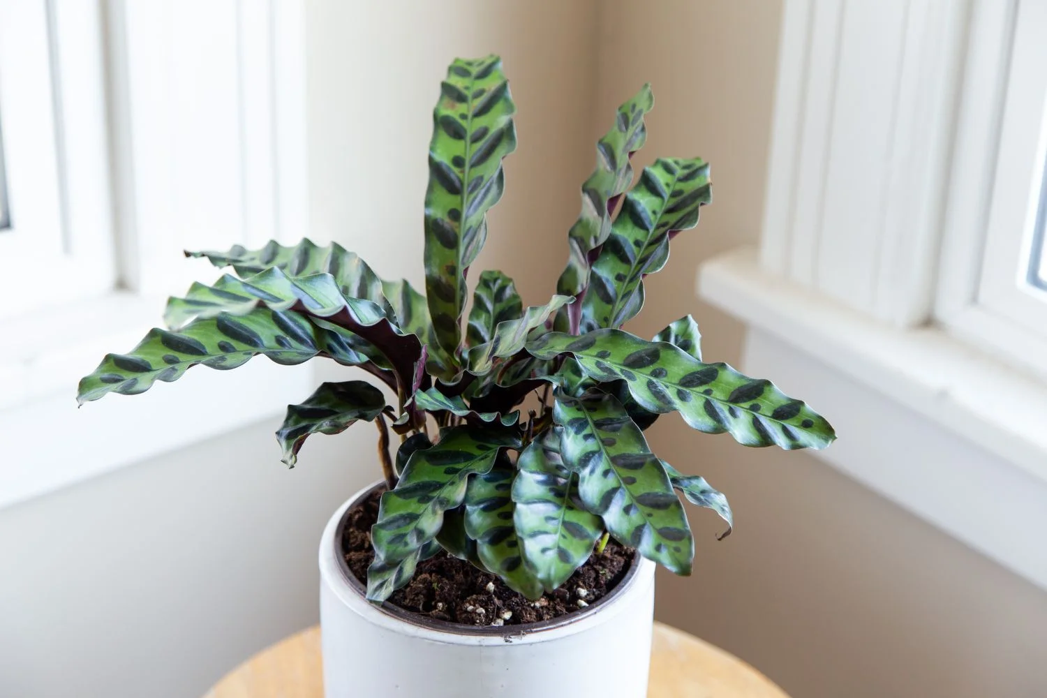 Rattlesnake Plant