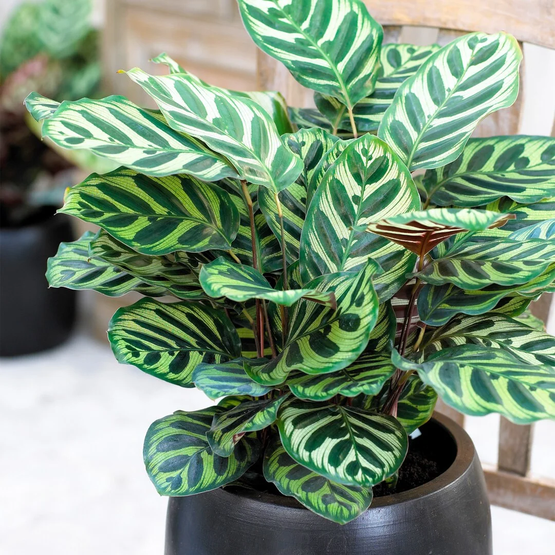 Calathea Peacock