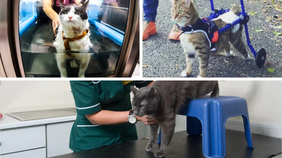 Fysiotherapie bij katten