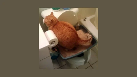 Katten Toiletpot Trainer Stap 4