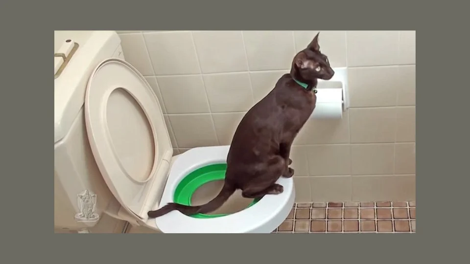 Katten Toiletpot Trainer Stap 8