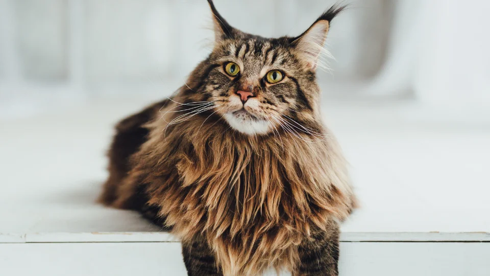 Maine Coon