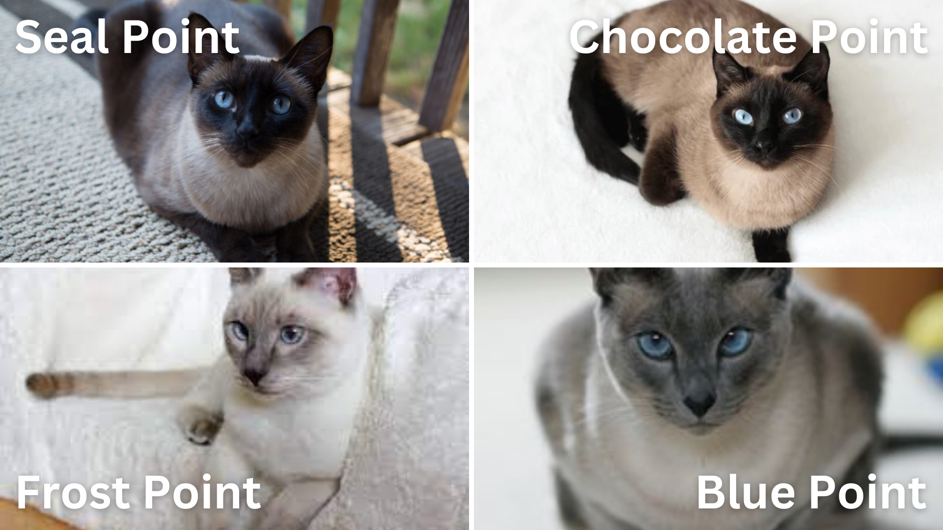 Typen Siamese Katten