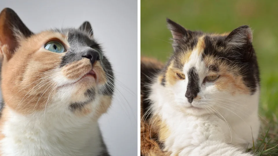 Calico Katten