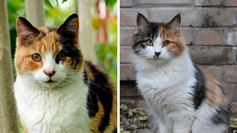 Calico Katten