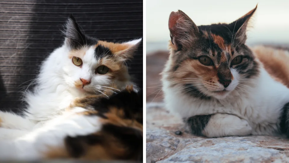 Calico katten