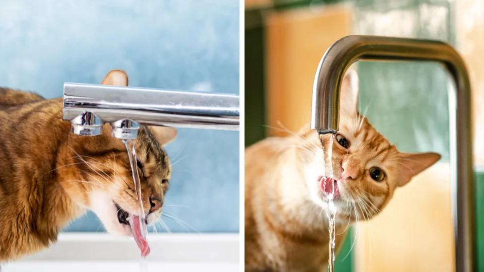 Waarom Katten de Voorkeur Geven aan Stromend Water