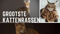 grootste kattenrassen