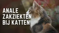 Een kat die zit en wegkijkt