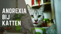 Een kat die melk drinkt uit een bakje in de keuken