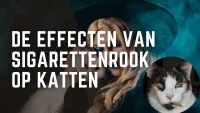 sigarettenrook en kat