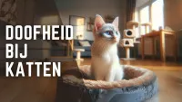 Witte kat met blauwe ogen zit comfortabel binnen, symboliseert doofheid.