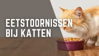 gele kat eten