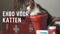 EHBO voor katten