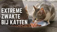 Twee katten eten uit een kom