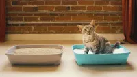 Kattentoilet training