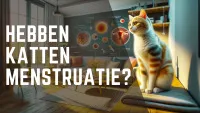 Kattenzitting in een woonkamer en menstruatie infographic