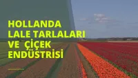 Hollanda Laleleri