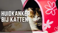 Een ongelukkige kat bij de dierenarts