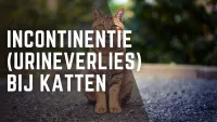 Een gele kat die buiten zit poseert