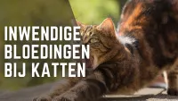 Een gapende kat