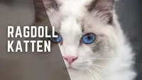 Ragdoll Katten