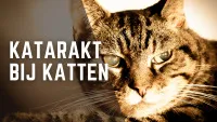 katarakt bij katten