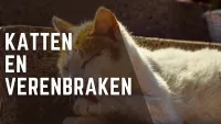 Een kat die zichzelf likt