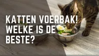 Hoe kies je voerbak voor katten?