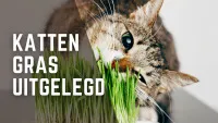 Katten Gras