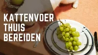 Een kat die aan tafel eet