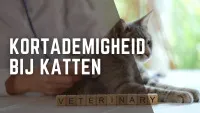 dierenarts luistert naar het hart van een kat