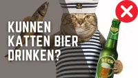 Katten Bier