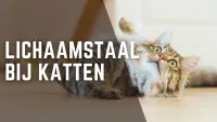 Een kat die op de grond speelt