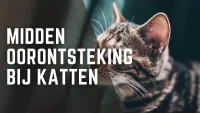 close-upfoto van een kat die op een groene bank zit