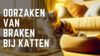 Beeld van een droevige kat