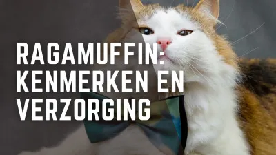 Ragamuffin Katten