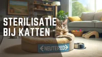 Gezonde gecastreerde kater ligt comfortabel in een huiselijke omgeving.