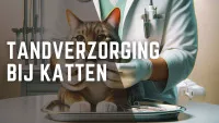 Kat krijgt tandzorg van dierenarts in kliniek