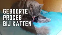 geboorte-proces-bij-katten