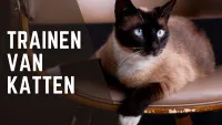 Siamese kat, zittend op de stoel