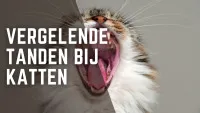 Een kat die geeuwt en zijn tanden laat zien