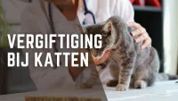 een kat die wordt behandeld