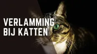 Een kat met groene ogen op een zwarte achtergrond