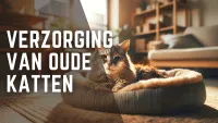 Oudere kat rust op een zacht bed in een zonnige kamer.